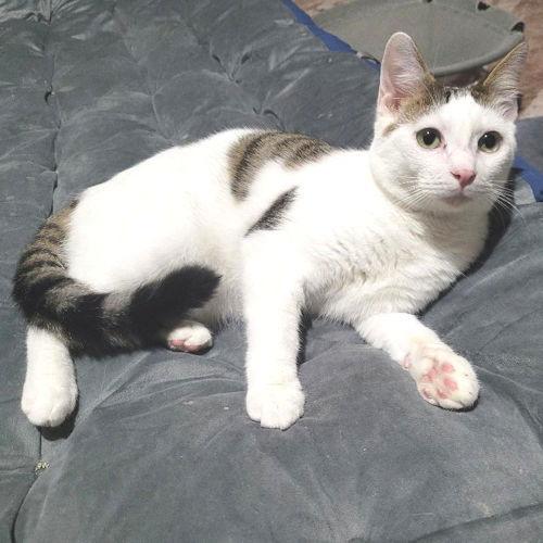 Skittles, Adoptable, Young Male Tabby.