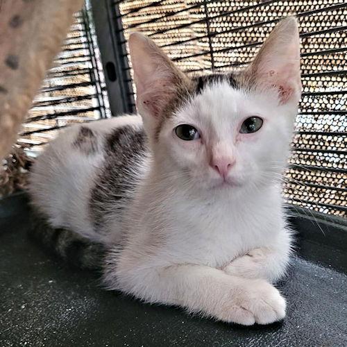 Skittles, a Adoptable Tabby in Rutherfordton, NC image 3/3