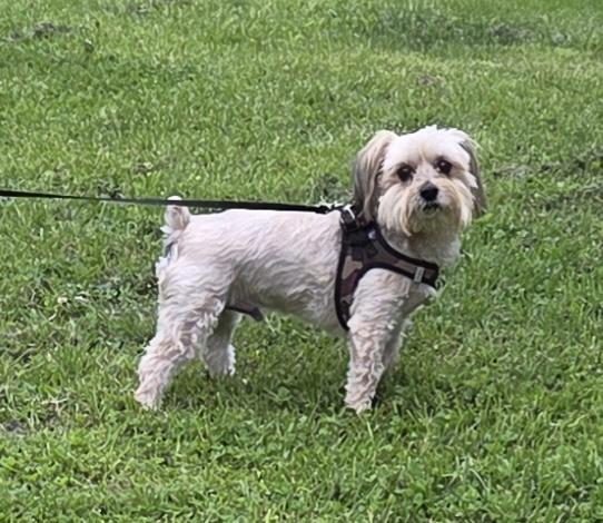 Enlarge JAXXON, a ADOPTABLE mixed breed in Woodsfield, OH image 2/3