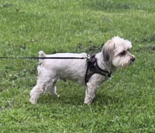 Enlarge JAXXON, a ADOPTABLE mixed breed in Woodsfield, OH image 3/3