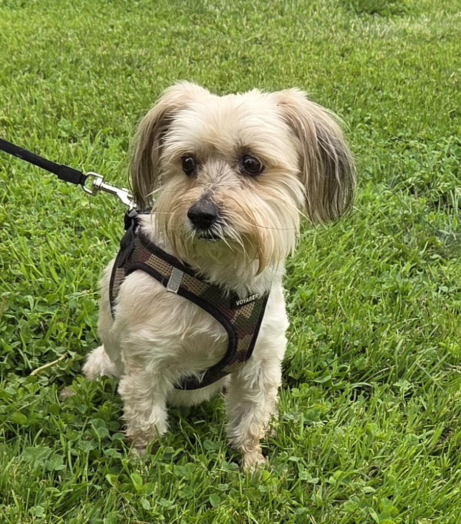 Enlarge JAXXON, a ADOPTABLE mixed breed in Woodsfield, OH image 1/3
