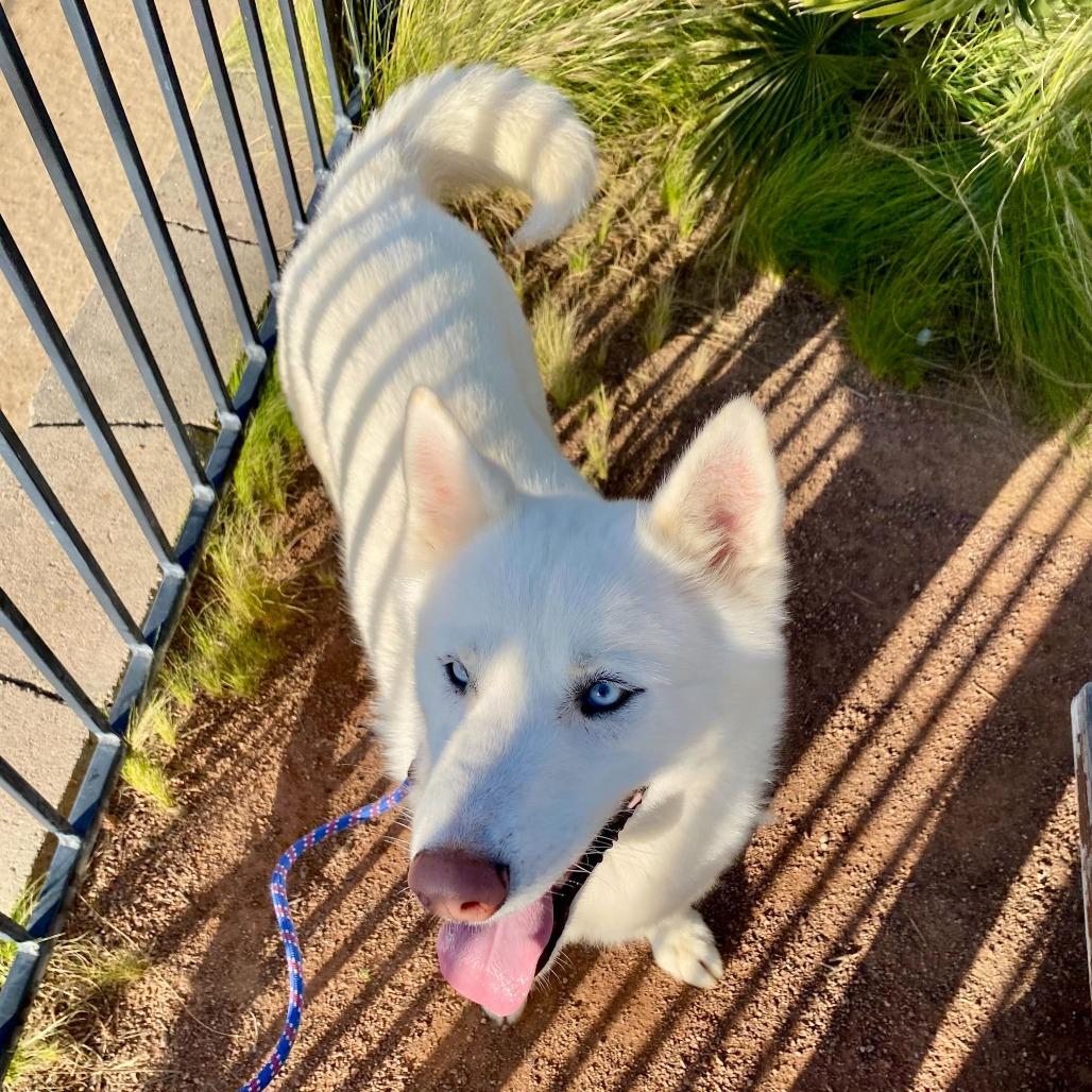 Enlarge Starlight, a Adoptable mixed breed in Riverside, CA image 1/6