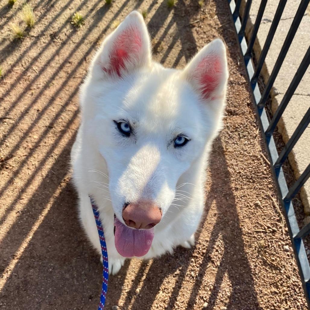 Enlarge Starlight, a Adoptable mixed breed in Riverside, CA image 2/6