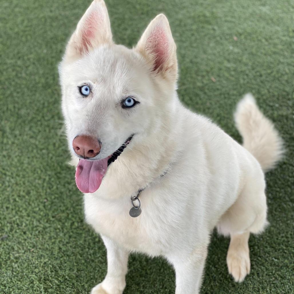 Enlarge Starlight, a Adoptable mixed breed in Riverside, CA image 3/6