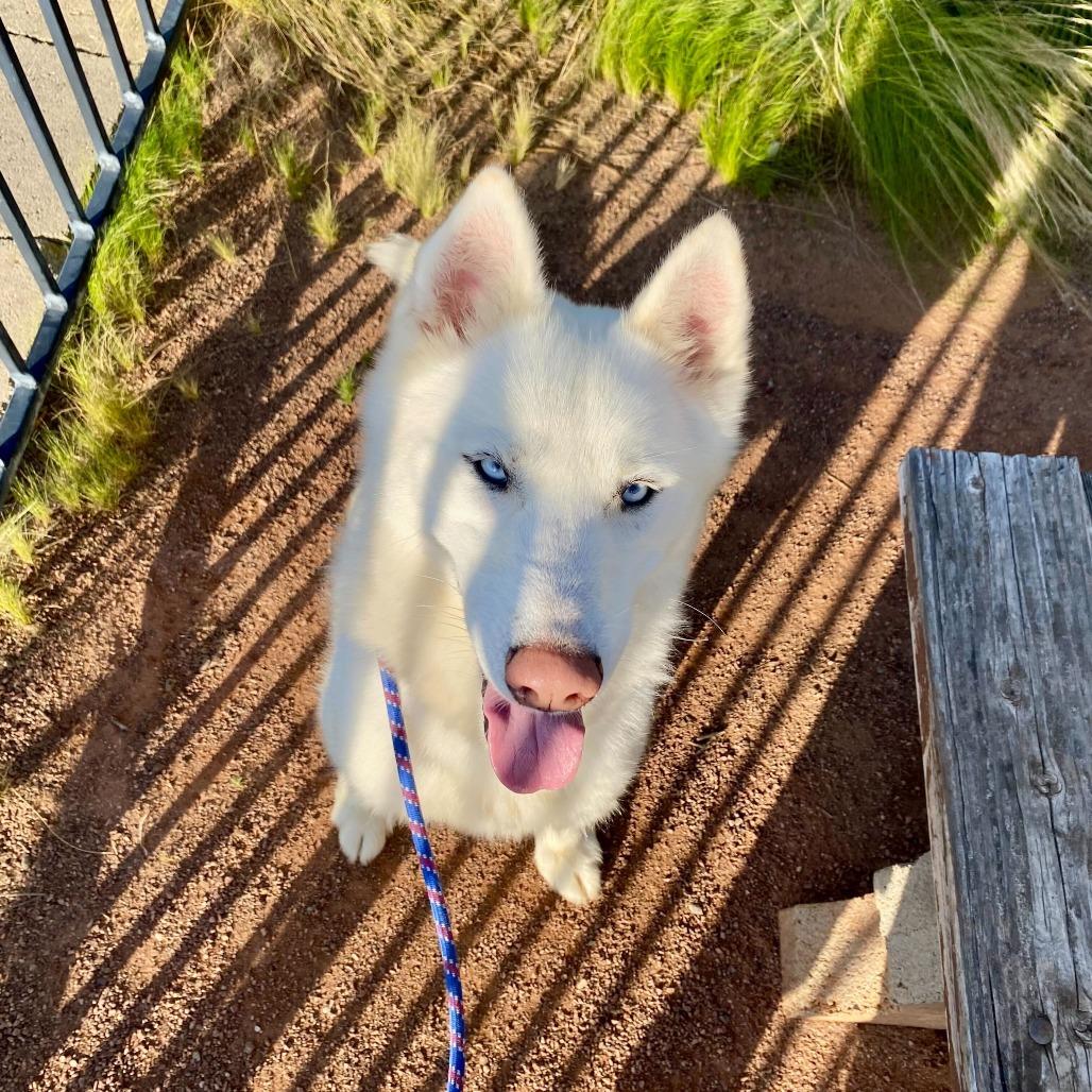 Enlarge Starlight, a Adoptable mixed breed in Riverside, CA image 4/6