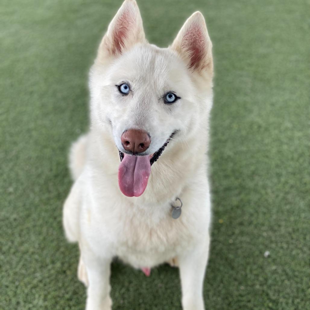 Enlarge Starlight, a Adoptable mixed breed in Riverside, CA image 5/6