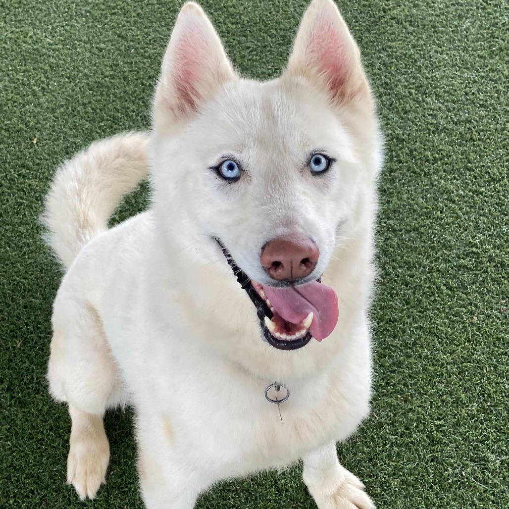 Enlarge Starlight, a Adoptable mixed breed in Riverside, CA image 6/6