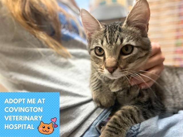 FILET-O-FISH, Adoptable, Kitten Male Domestic Short Hair.