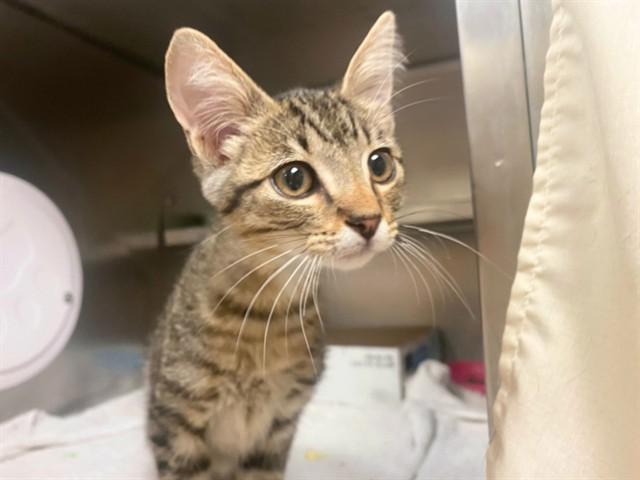 FILET'OFISH, Adoptable, Kitten Male Domestic Short Hair.