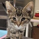 Arbor, adopted, Kitten Male Domestic Short Hair.