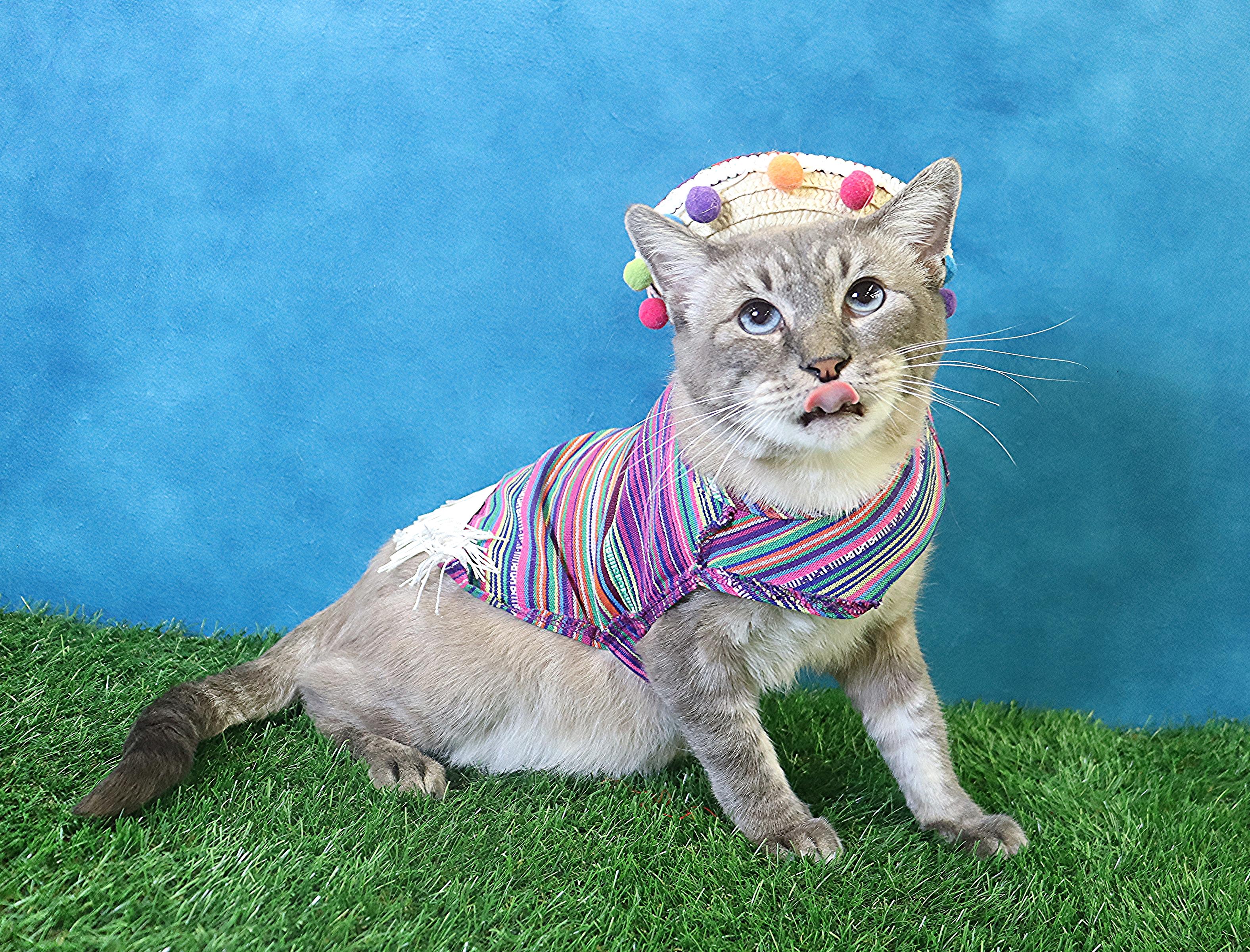 Hulu - Loves Pets and Cuddles