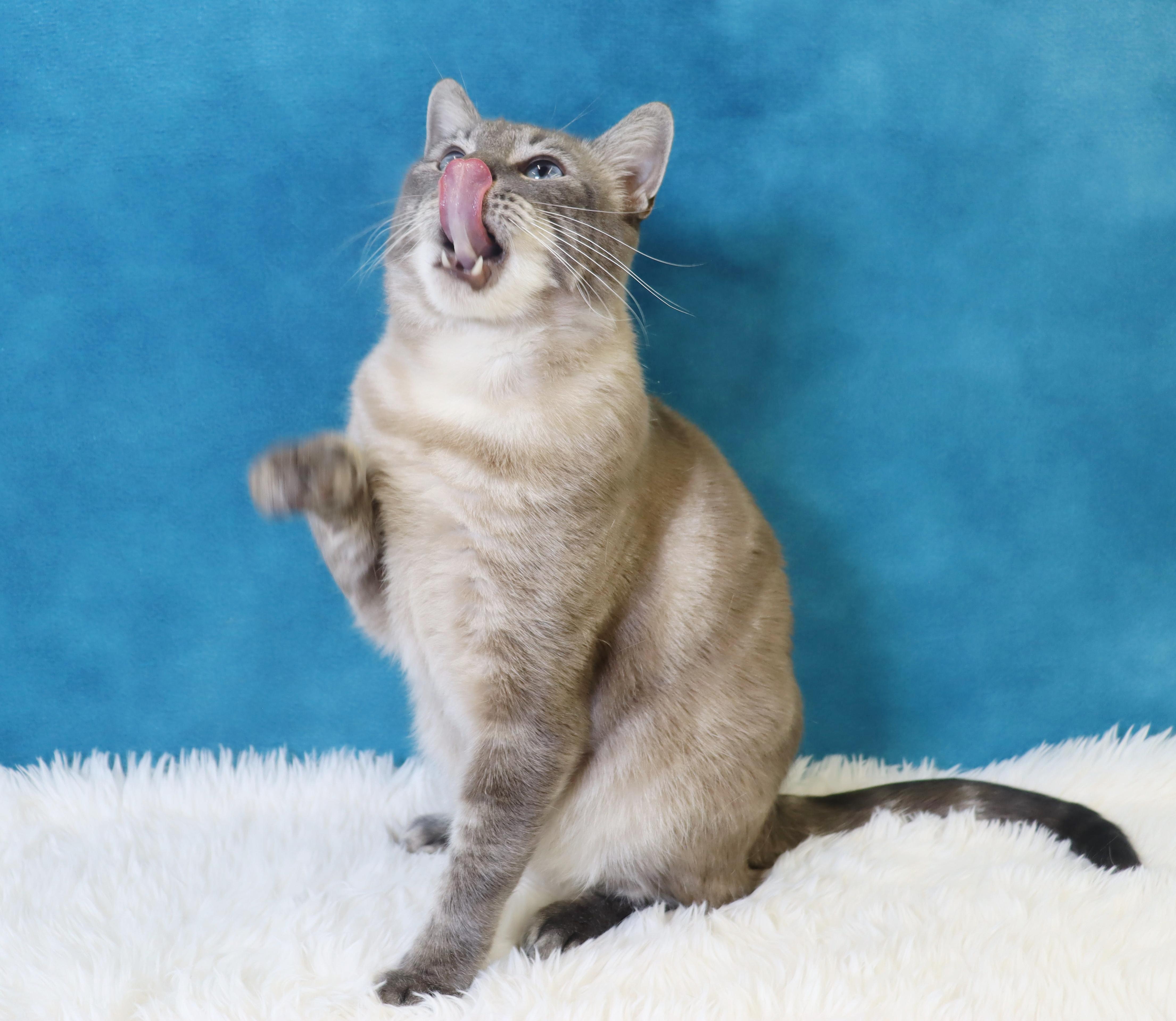 Enlarge Hulu - Loves Pets and Belly Rubs!, a Adoptable mixed breed in League City, TX image 6/6