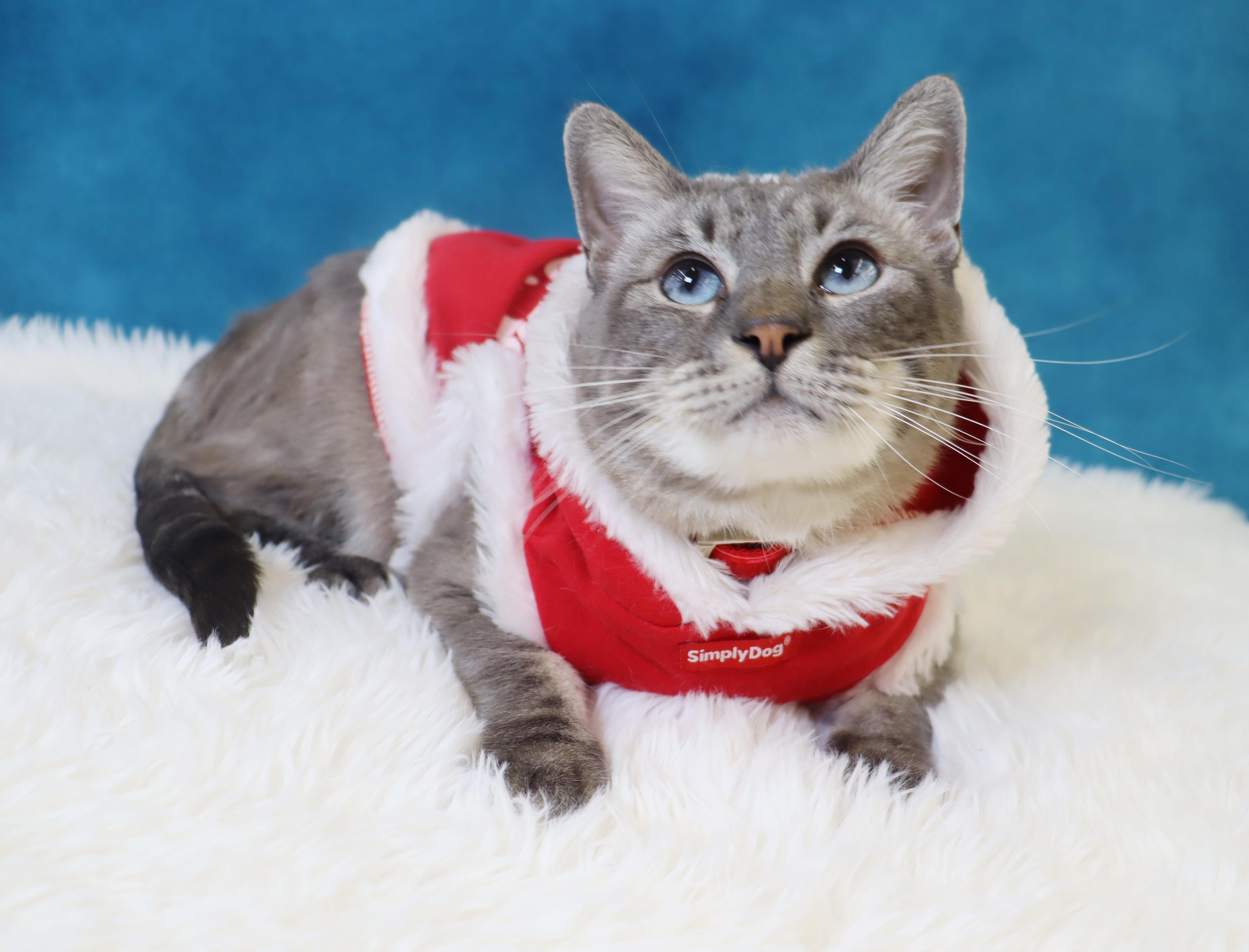 Enlarge Hulu - Loves Pets and Belly Rubs!, a Adoptable mixed breed in League City, TX image 1/6