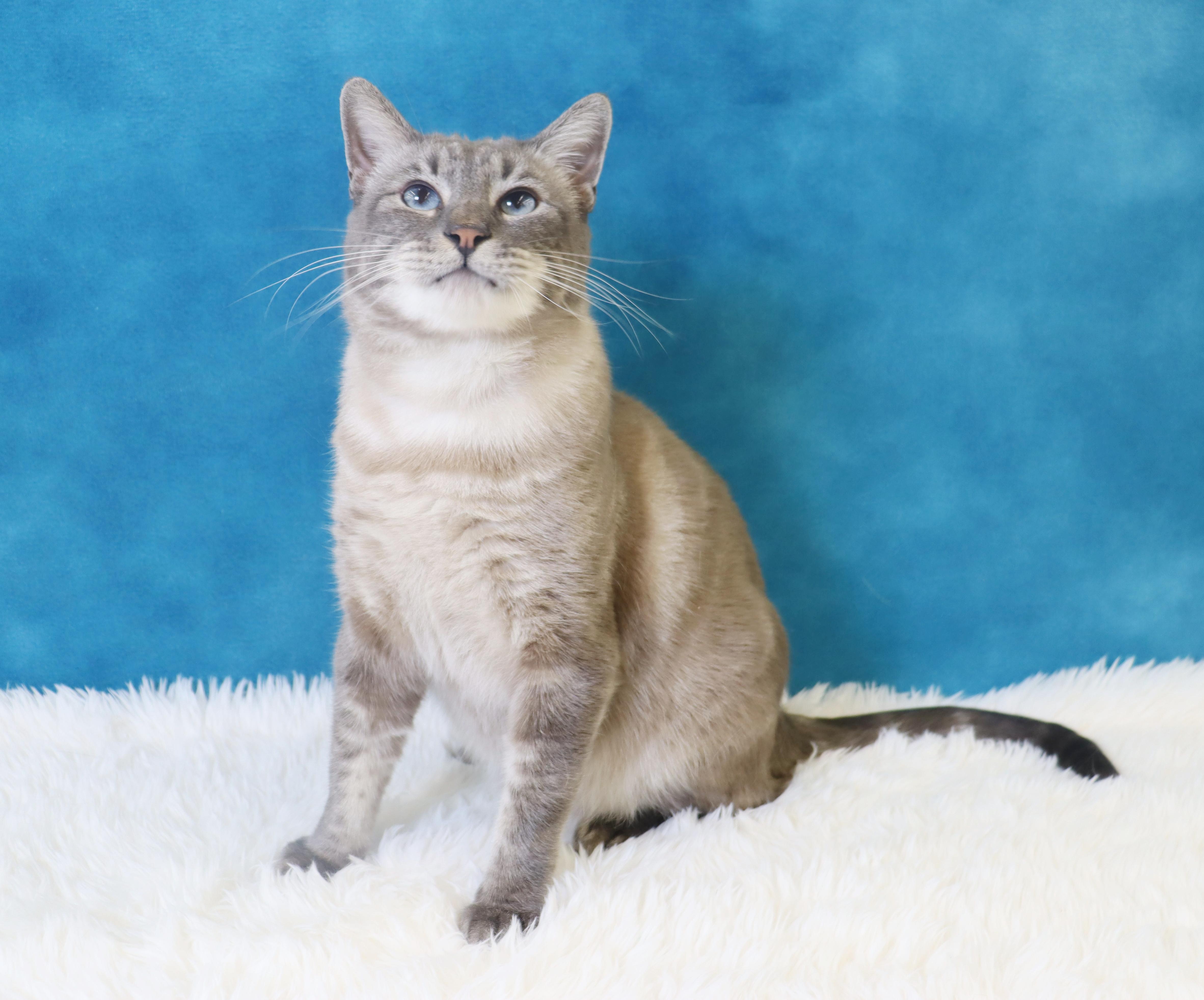 Enlarge Hulu - Loves Pets and Belly Rubs!, a Adoptable mixed breed in League City, TX image 2/6