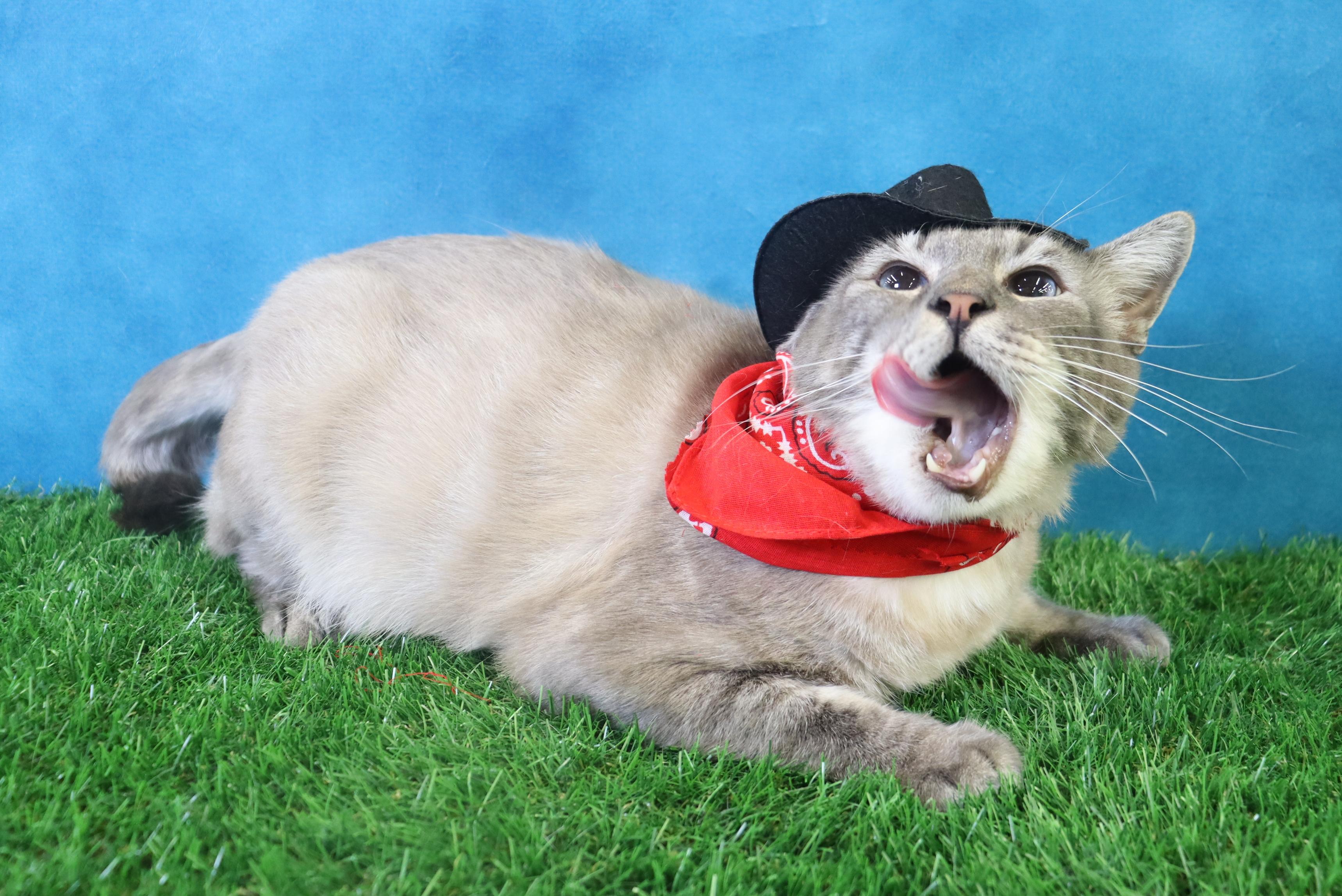 Hulu - Loves Pets and Cuddles