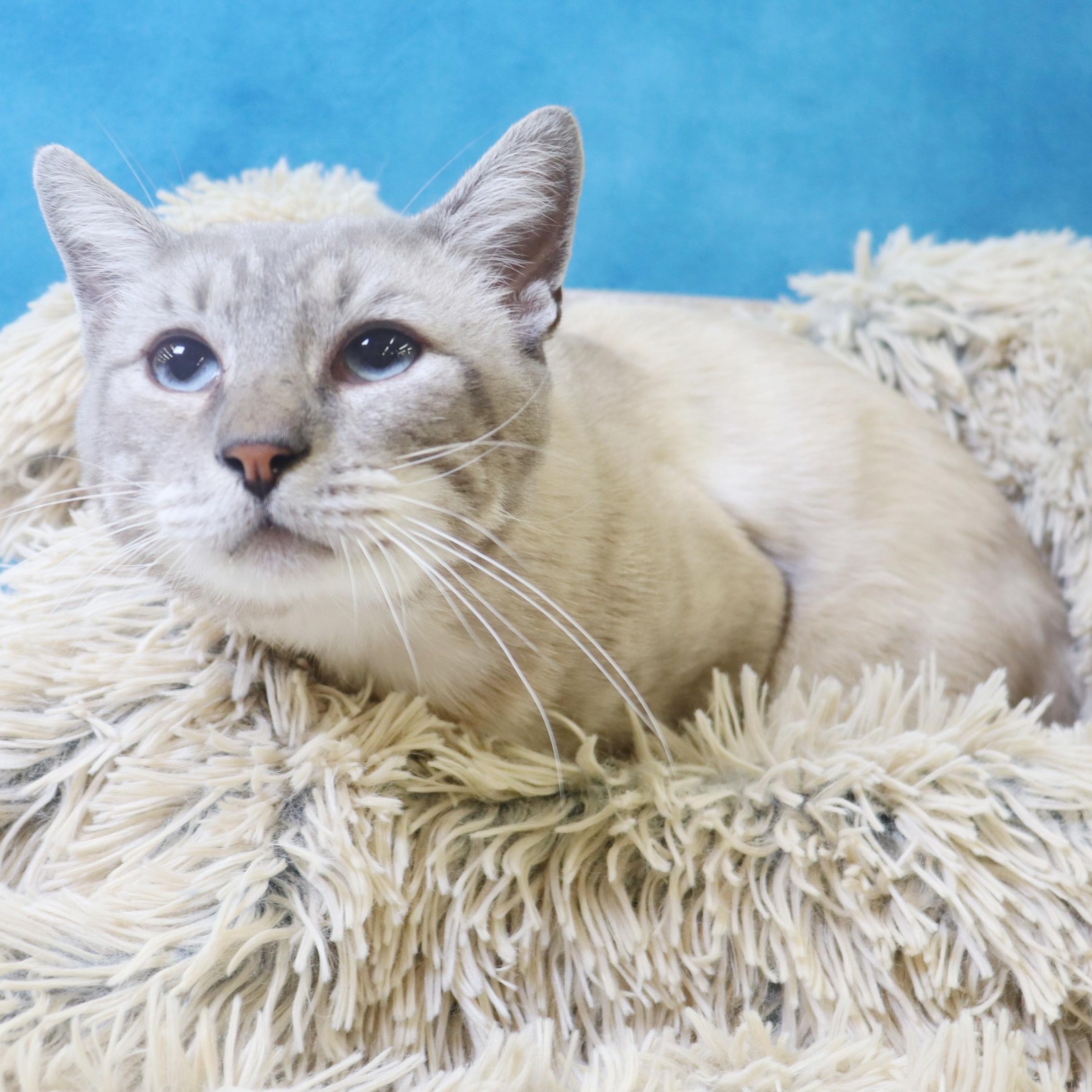 Hulu - Lynx Point Siamese 5