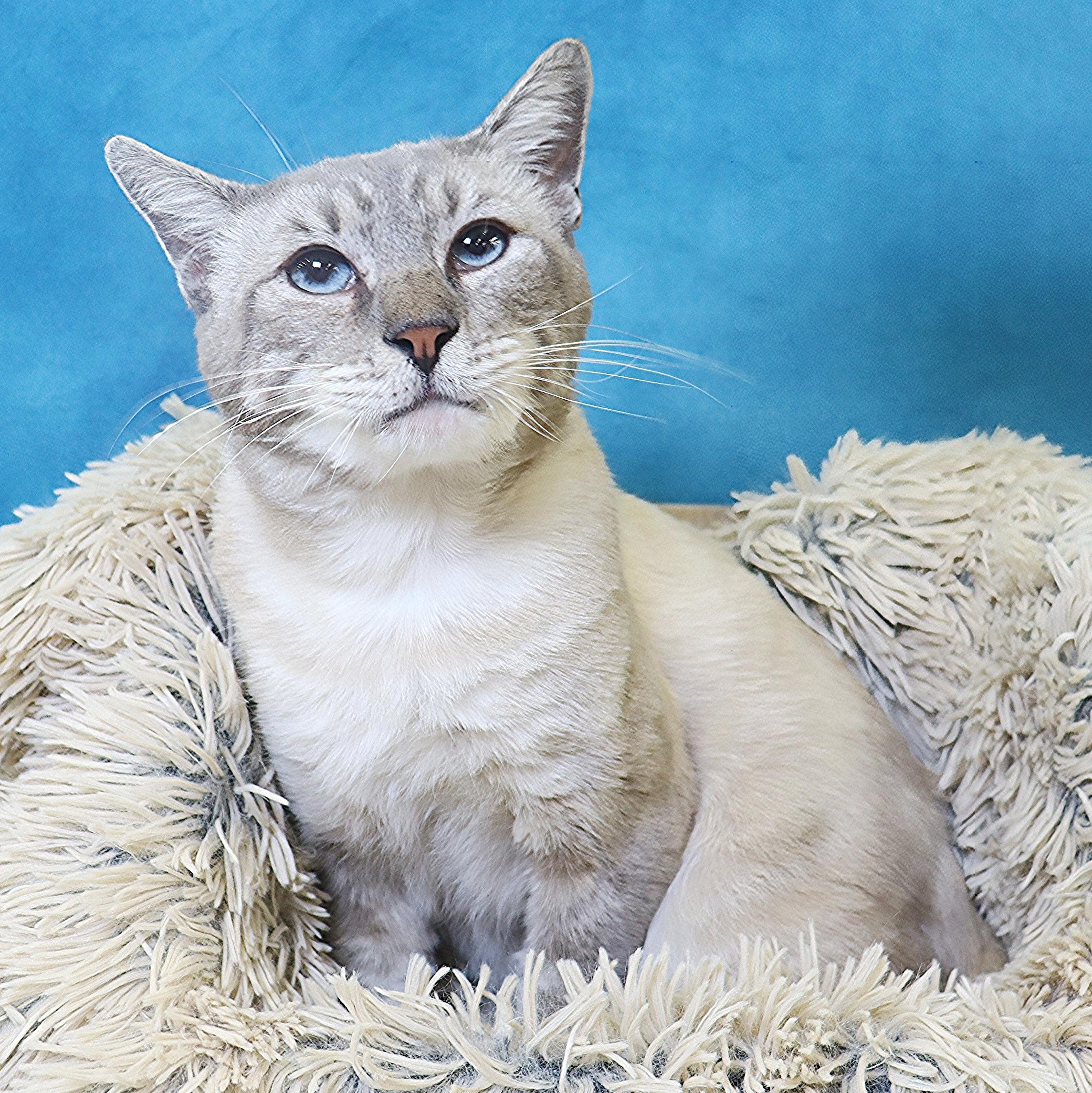 Hulu - Lynx Point Siamese 4