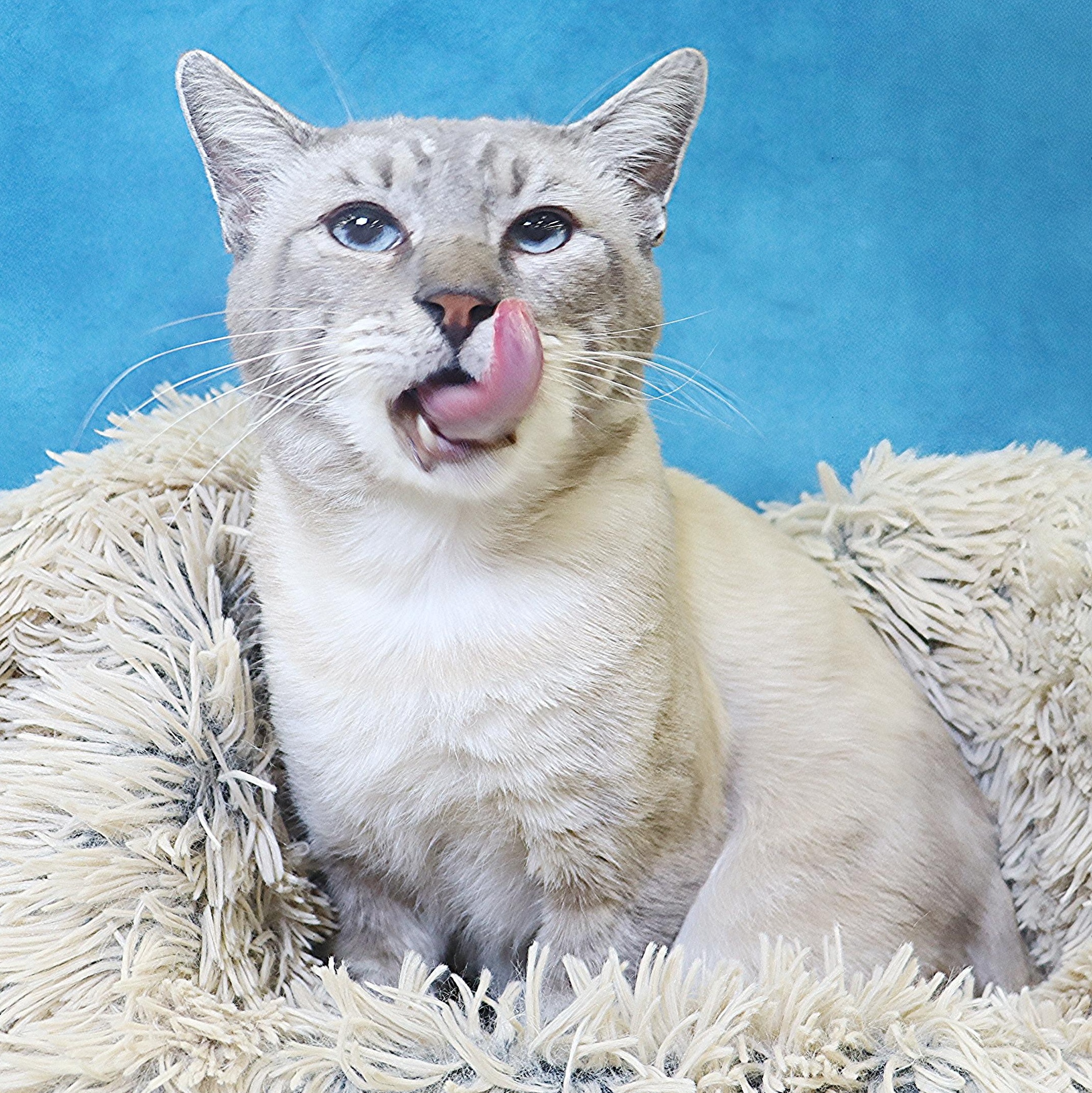 Hulu - Lynx Point Siamese