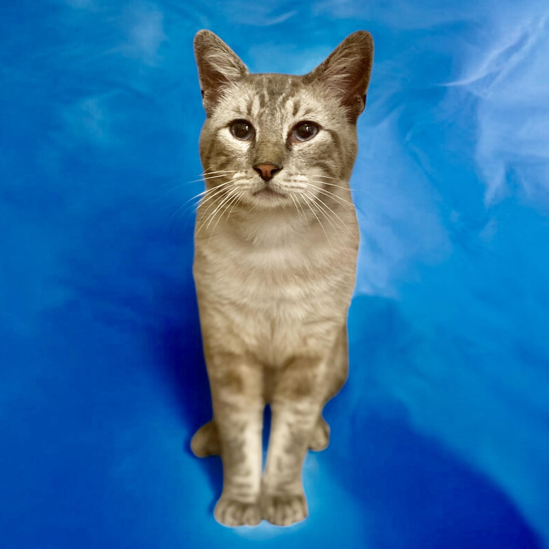Hulu - Lynx Point Siamese 2