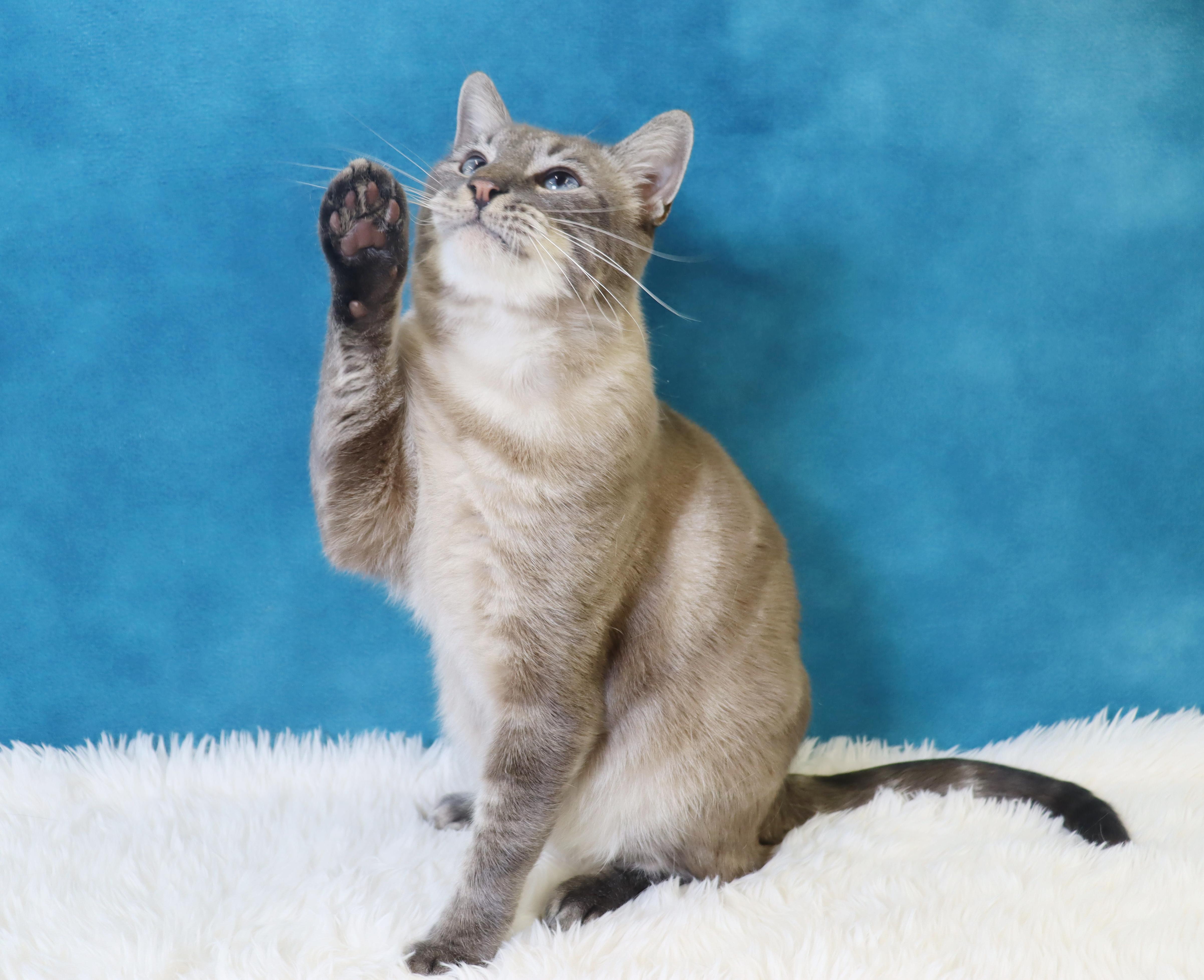 Enlarge Hulu - Loves Pets and Belly Rubs!, a Adoptable mixed breed in League City, TX image 3/6