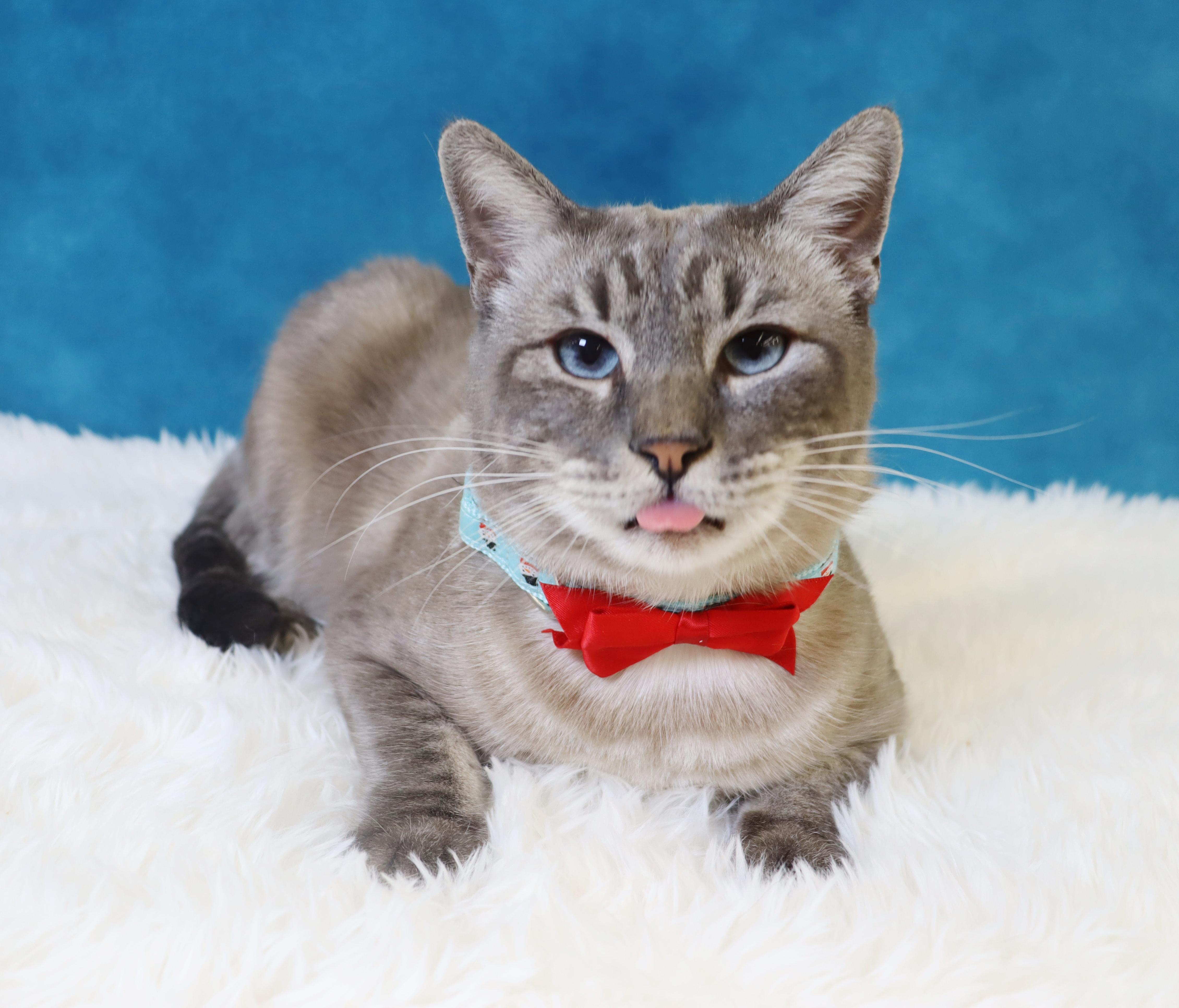 Enlarge Hulu - Loves Pets and Belly Rubs!, a Adoptable mixed breed in League City, TX image 4/6