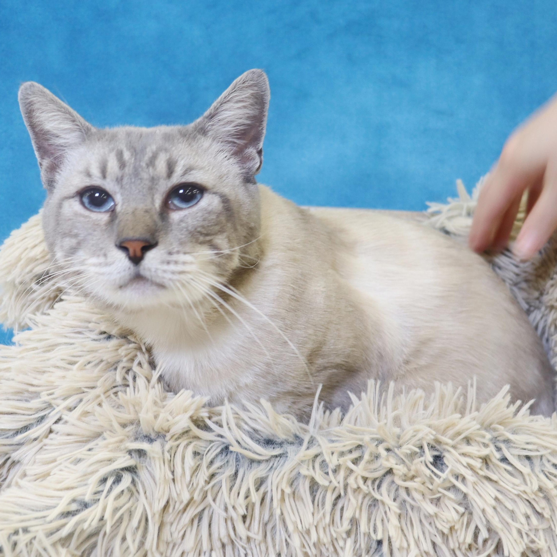 Hulu - Lynx Point Siamese 3