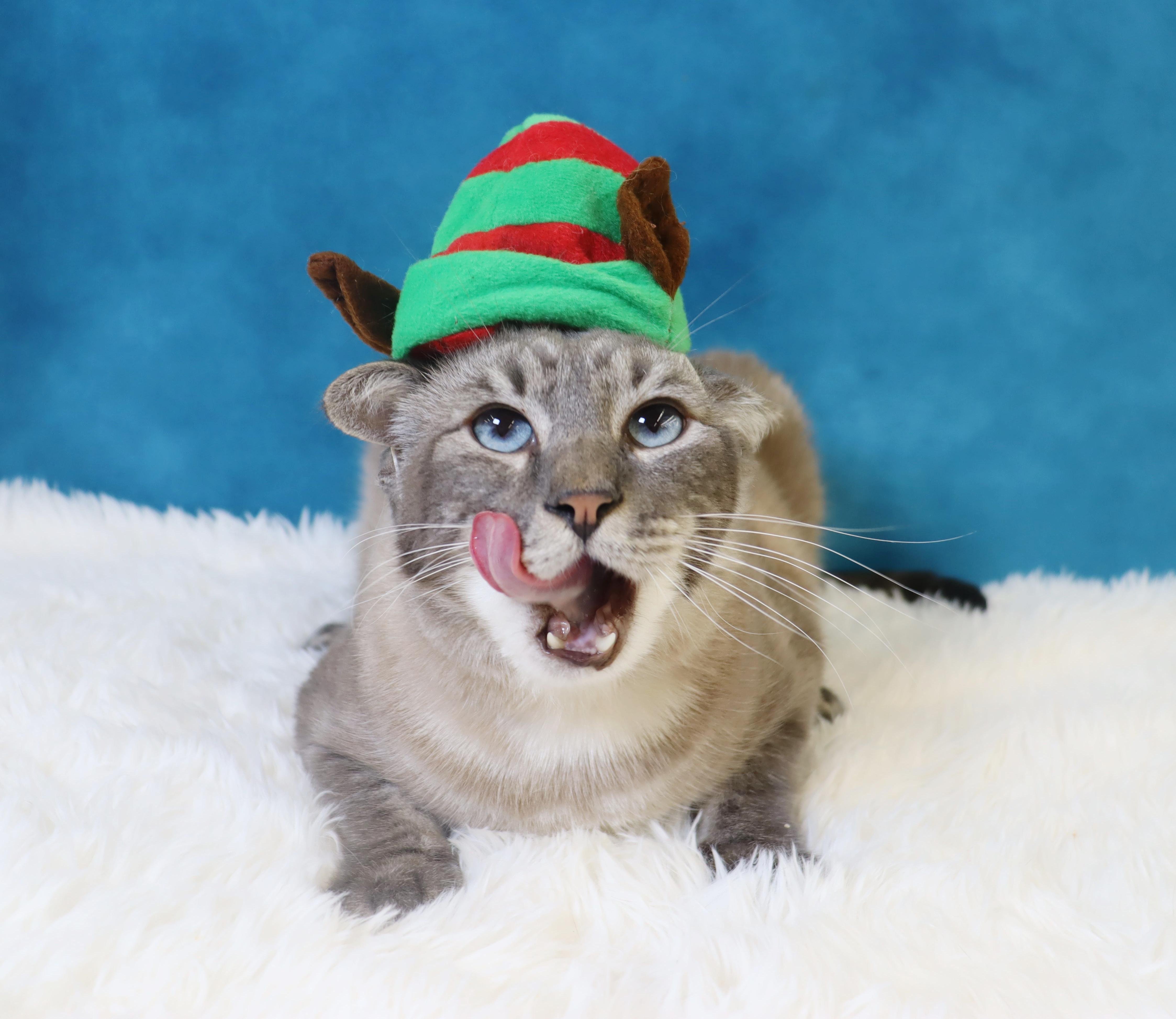 Enlarge Hulu - Loves Pets and Belly Rubs!, a Adoptable mixed breed in League City, TX image 5/6