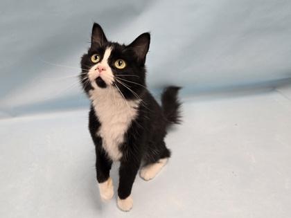 Lois Lane, Adoptable, Young Female Domestic Long Hair.