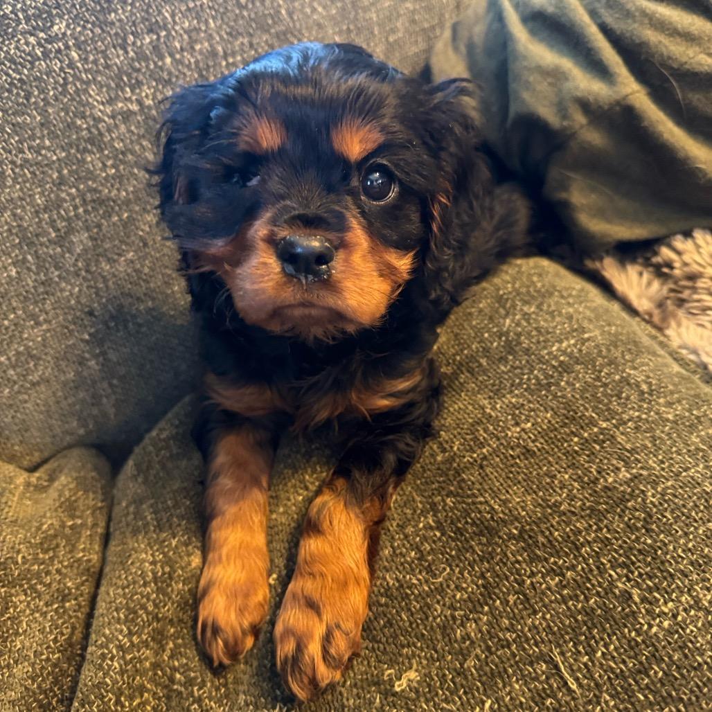 Willy, an adopted Cavalier King Charles Spaniel in Chester Springs, PA image 1/2