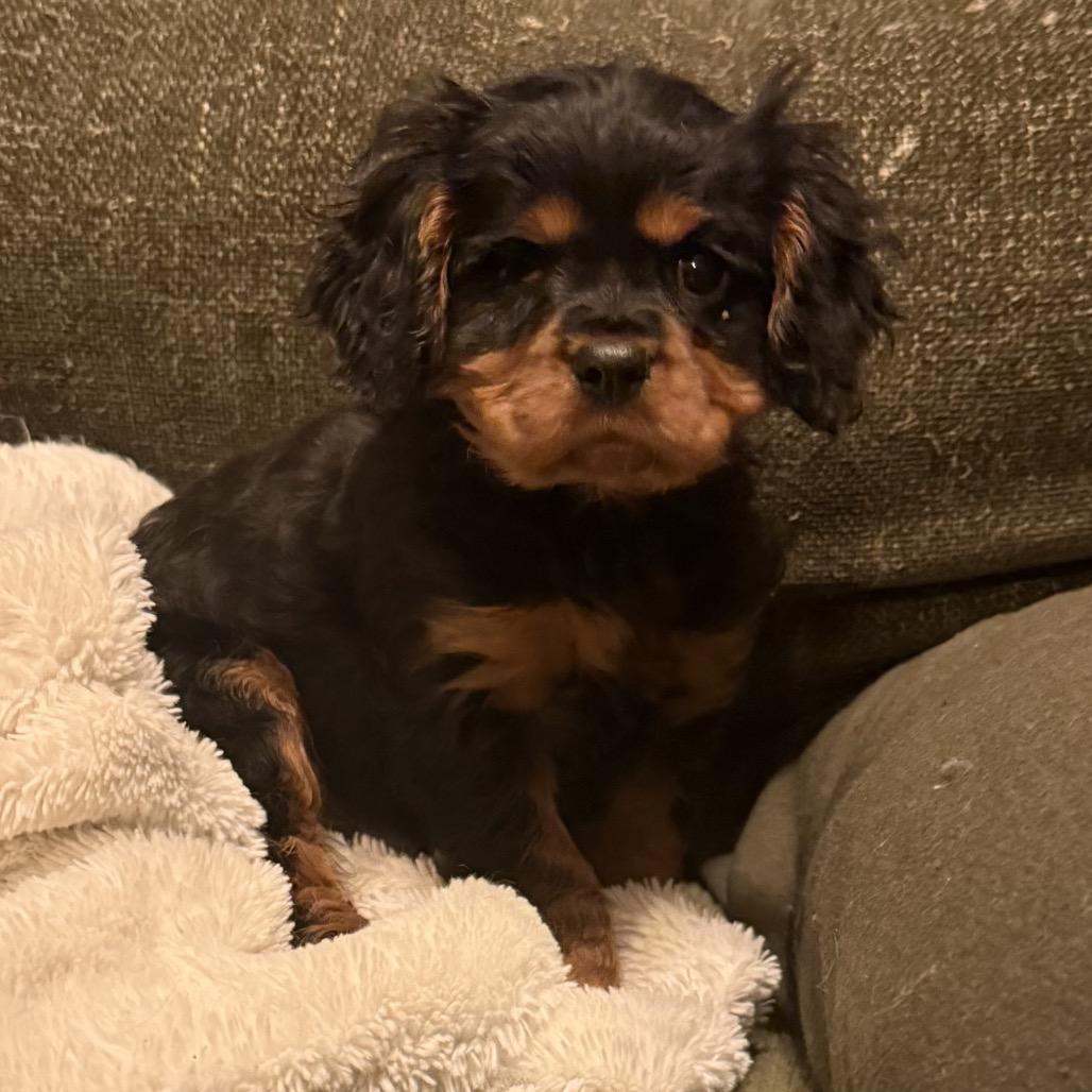 Willy, an adopted Cavalier King Charles Spaniel in Chester Springs, PA image 2/2