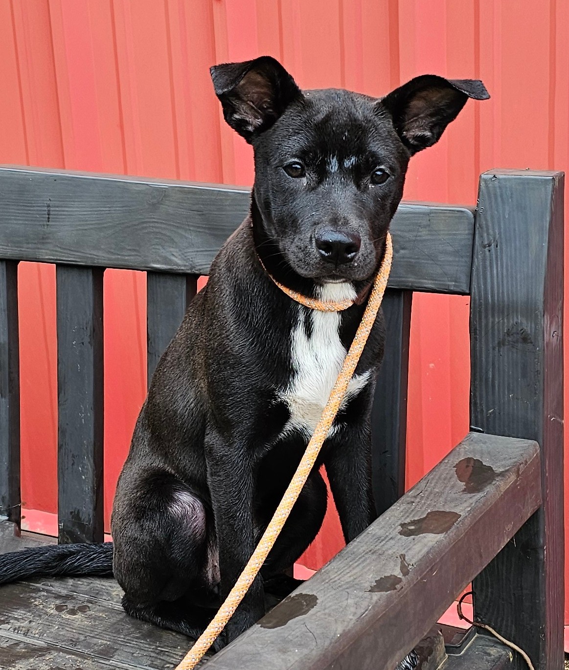 Fabio, a Adoptable mixed breed image 1/4