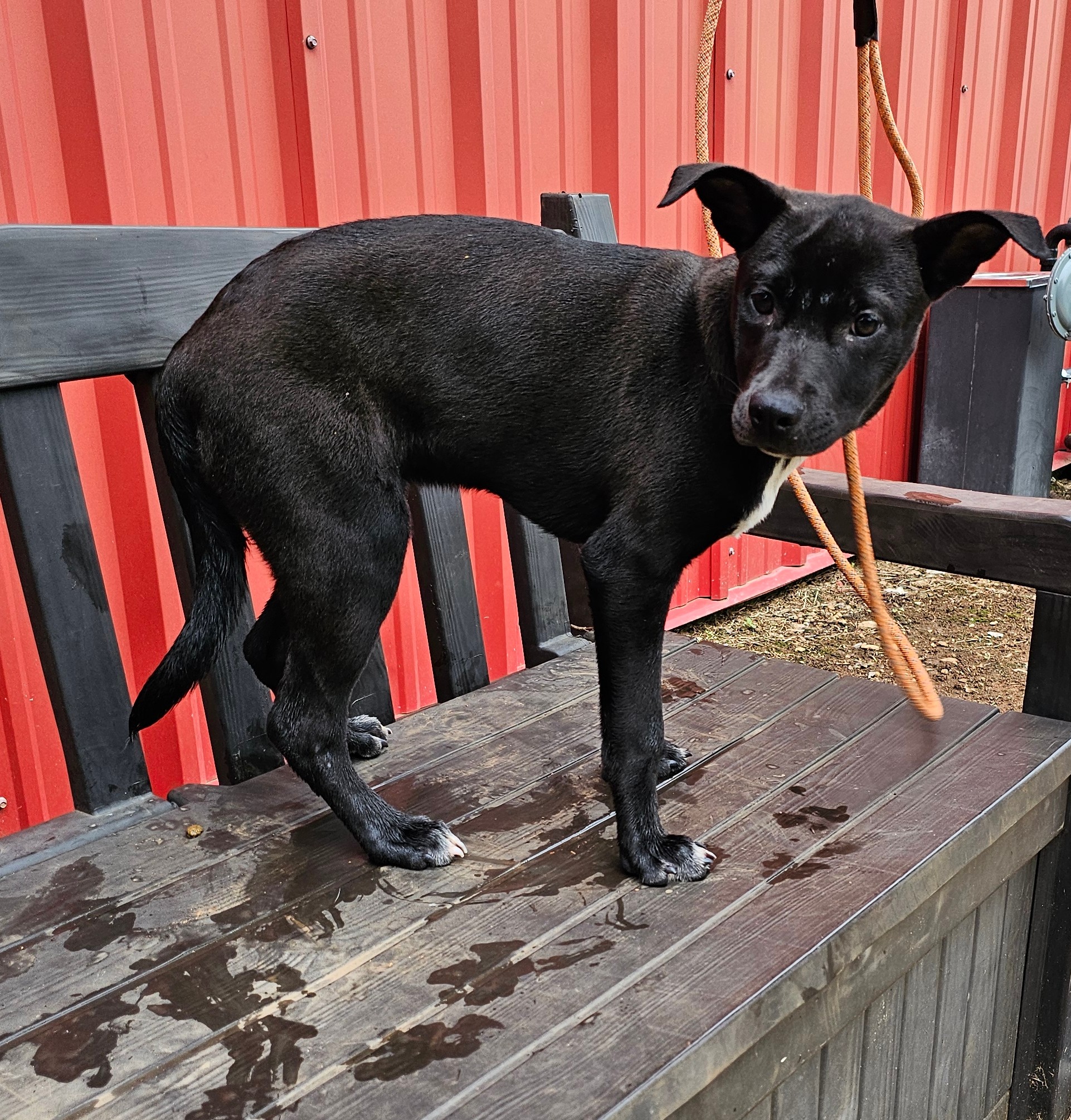Fabio, a Adoptable mixed breed image 2/4