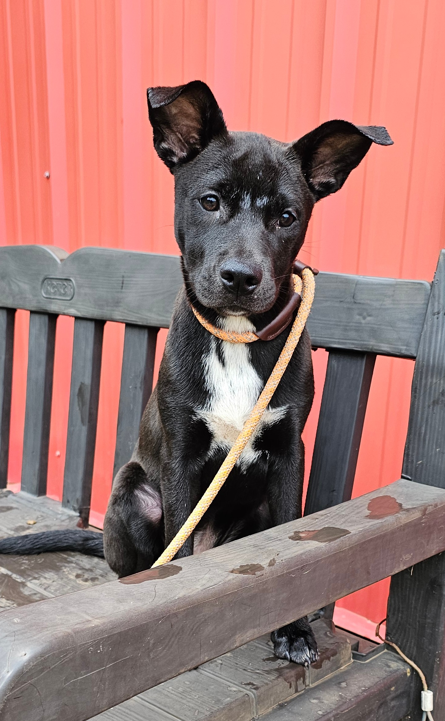 Fabio, a Adoptable mixed breed image 3/4