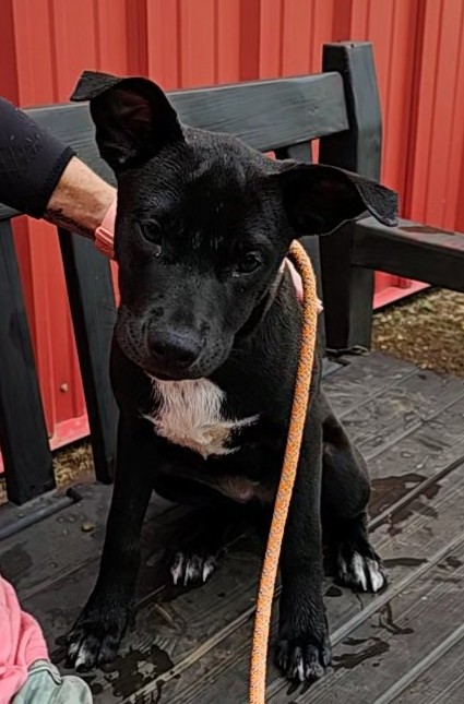 Fabio, a Adoptable mixed breed image 4/4