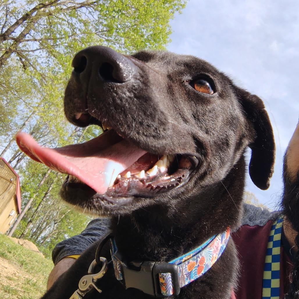 Enlarge Claire, a Adoptable Mixed Breed in Evensville, TN image 1/6