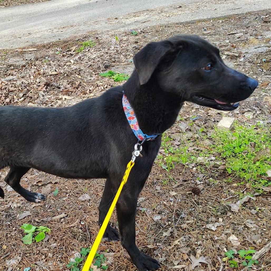 Enlarge Claire, a Adoptable Mixed Breed in Evensville, TN image 2/6