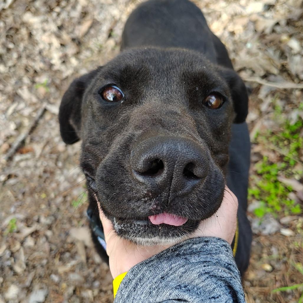 Enlarge Claire, a Adoptable Mixed Breed in Evensville, TN image 3/6