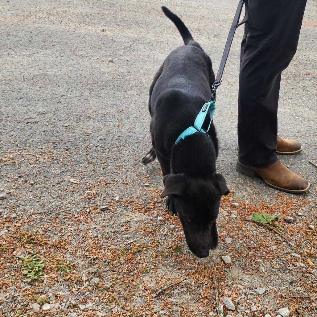 Enlarge Claire, a Adoptable Mixed Breed in Evensville, TN image 4/6