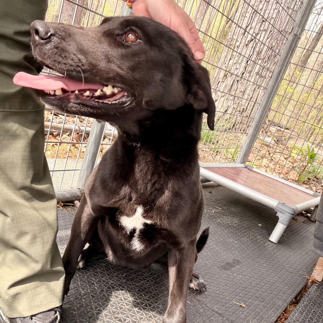 Enlarge Claire, a Adoptable Mixed Breed in Evensville, TN image 5/6