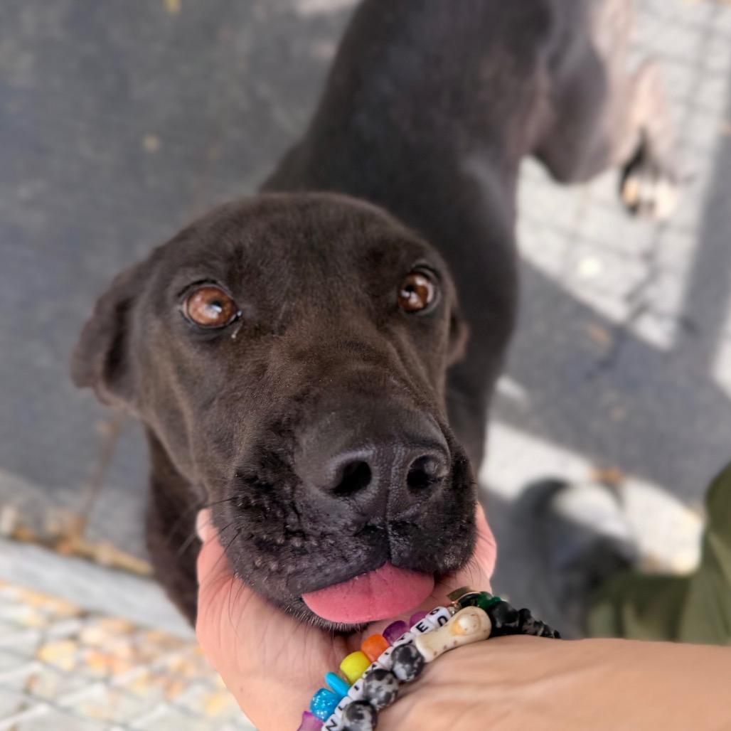 Enlarge Claire, a Adoptable Mixed Breed in Evensville, TN image 6/6