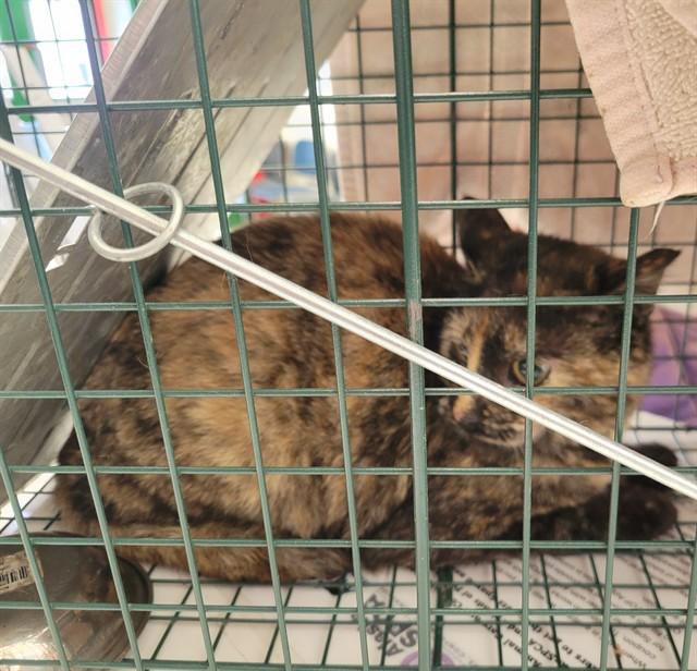 BELLINI, Adoptable, Young Female Domestic Short Hair & Domestic Short Hair.