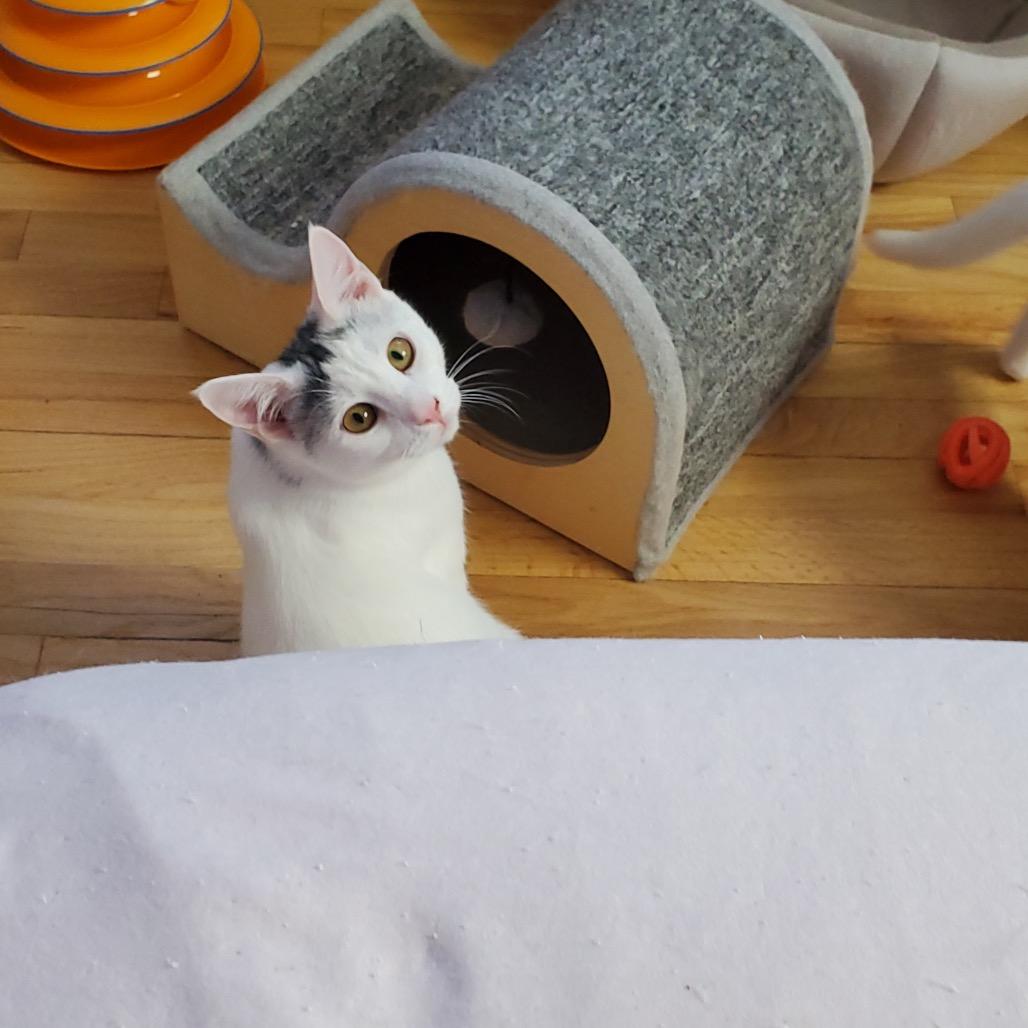 Sabine (Bushy Ridge 3), Adoptable, Young Female Domestic Short Hair.