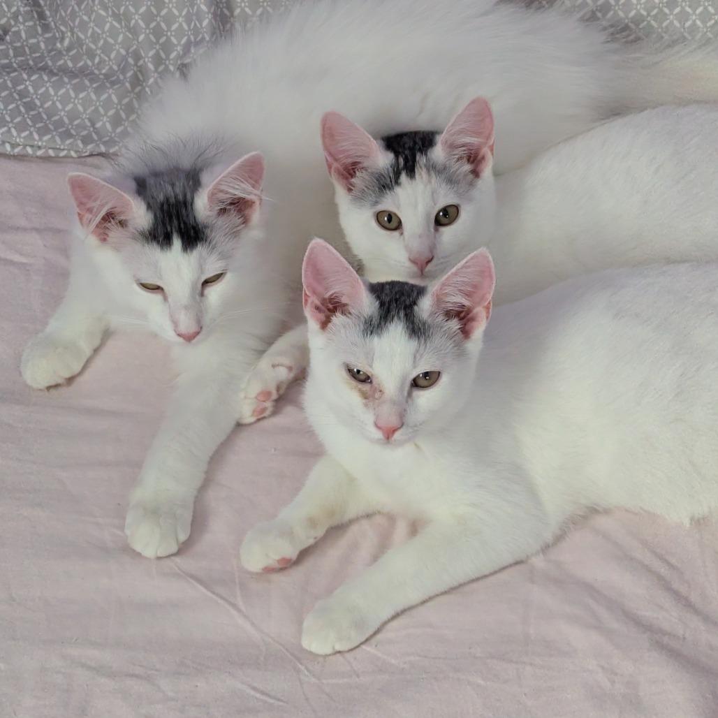 Enlarge Sabine (Bushy Ridge 3), a Adoptable Domestic Short Hair in Westport, CT image 2/5