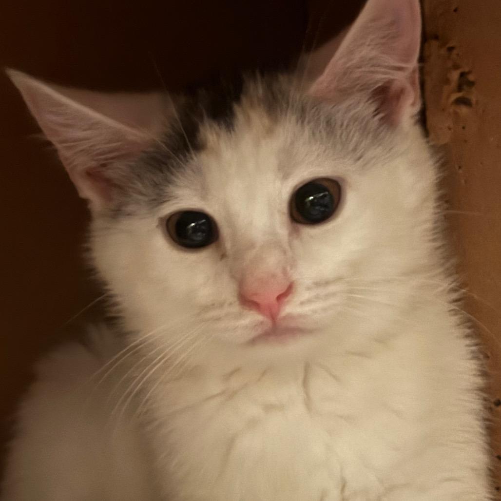 Enlarge Sabine (Bushy Ridge 3), a Adoptable Domestic Short Hair in Westport, CT image 3/5