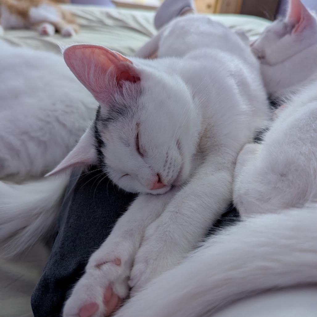 Enlarge Sabine (Bushy Ridge 3), a Adoptable Domestic Short Hair in Westport, CT image 4/5
