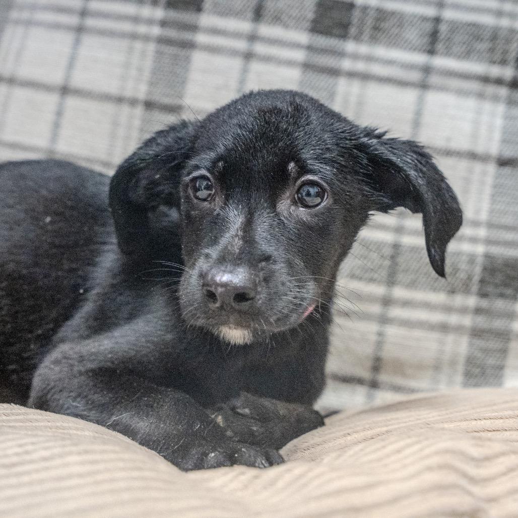 Princess Leia, Adoptable, Puppy Female Labrador Retriever & Mixed Breed.