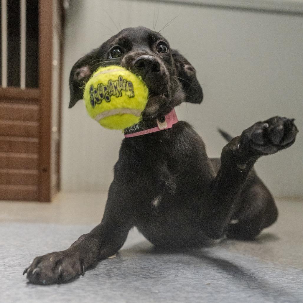 Princess Leia, a Adoptable mixed breed in Pawling, NY image 2/6