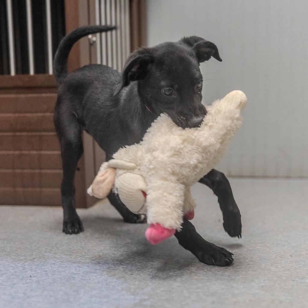 Princess Leia, a Adoptable mixed breed in Pawling, NY image 3/6