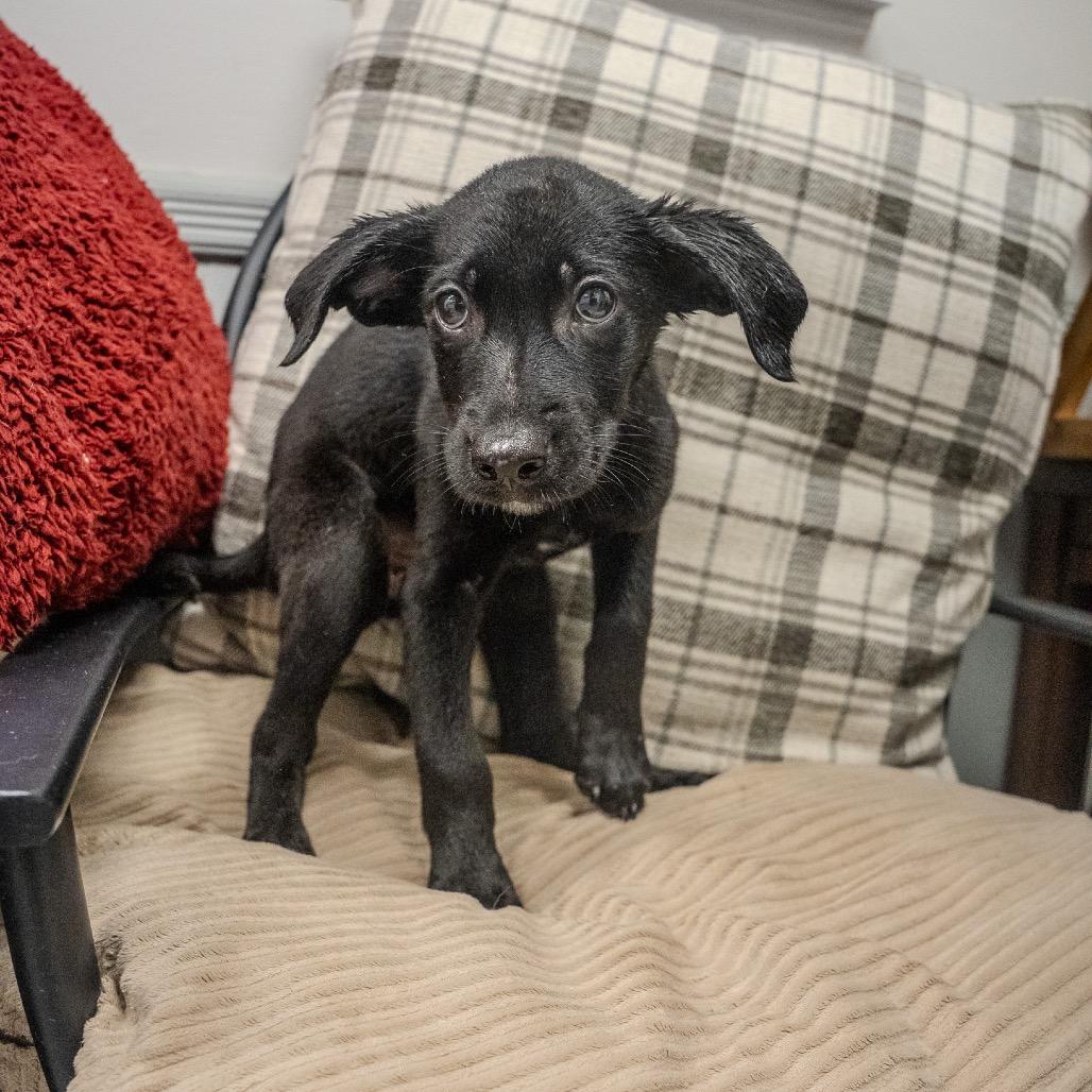 Princess Leia, a Adoptable mixed breed in Pawling, NY image 4/6