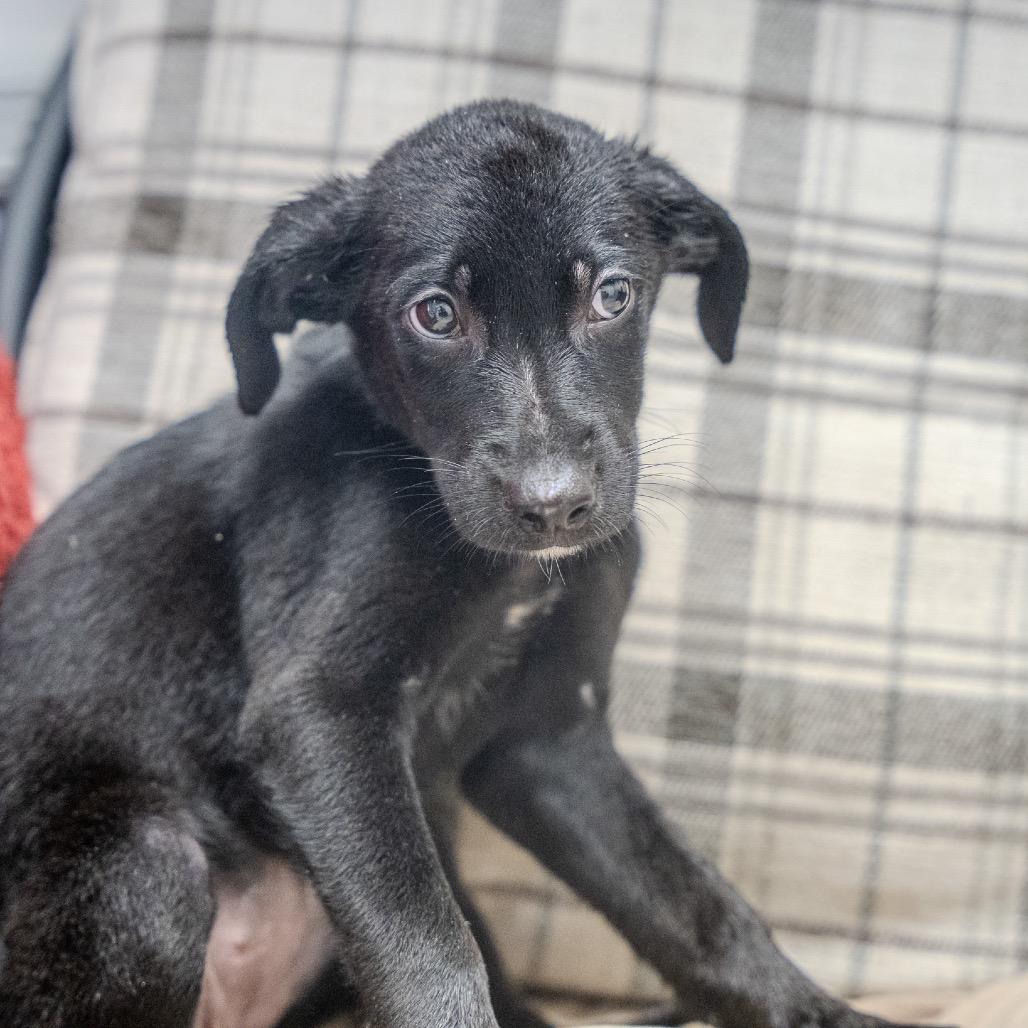 Princess Leia, a Adoptable mixed breed in Pawling, NY image 5/6